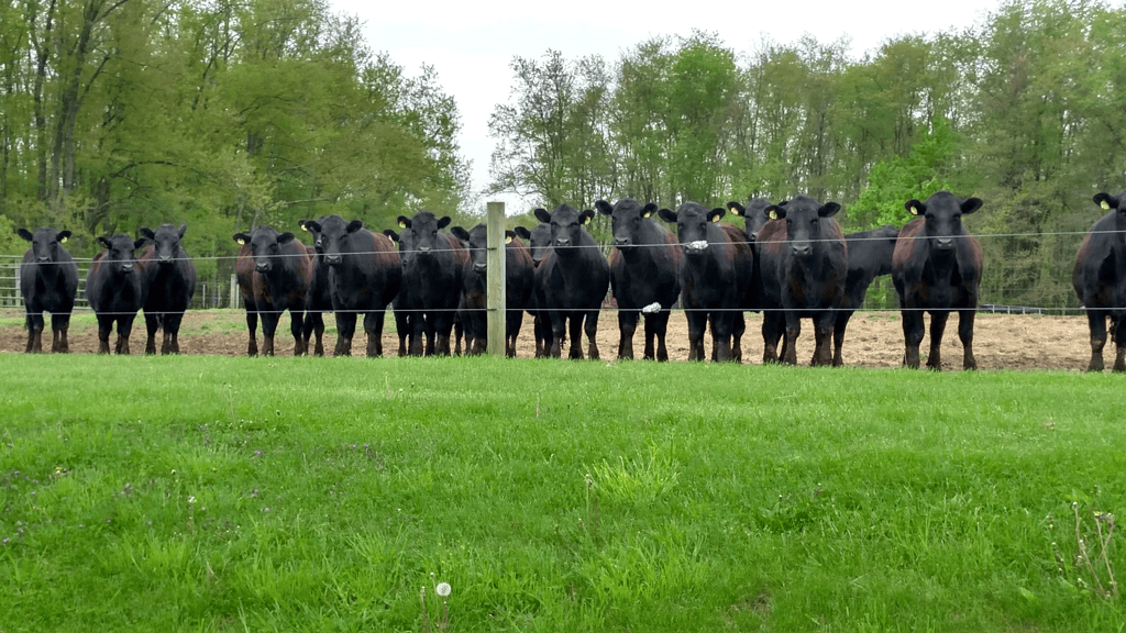 12 Registered Black Angus Bulls Black Angus Farm Panorama