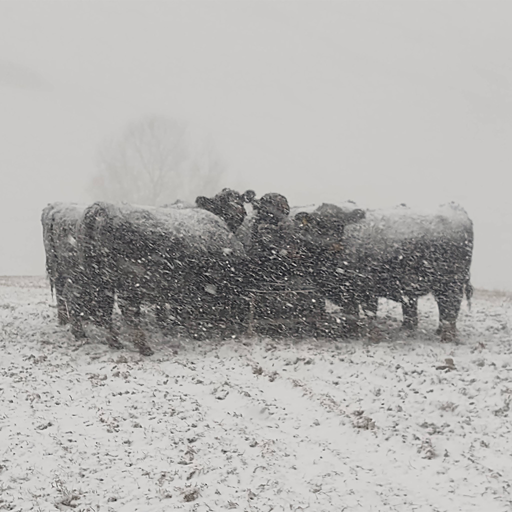 9 Angus heifers huddle in snow storm