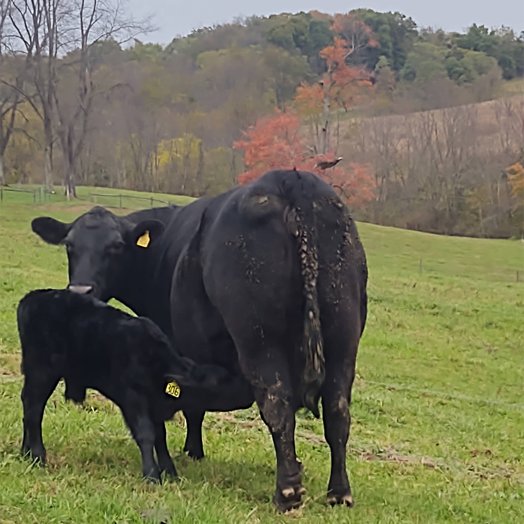 Angus cow calf pair in pasture fall