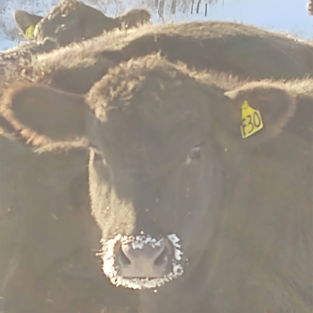 angus cattle images cow ear tag frost
