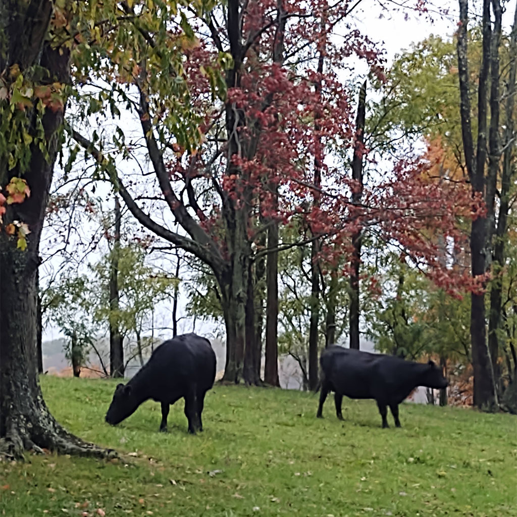Black Angus cattle grazing in spring