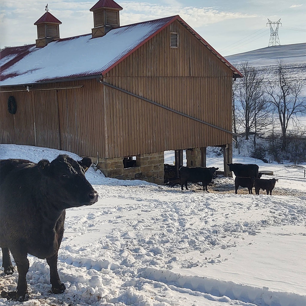 sunrise angus cows pictures fall calves barn