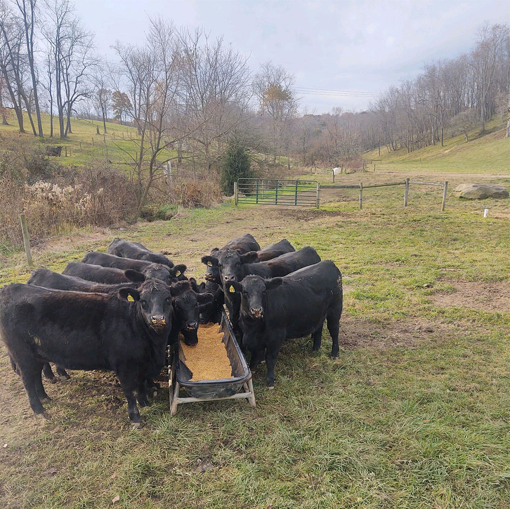 9 Yearling heifers at bulls farm feed trough