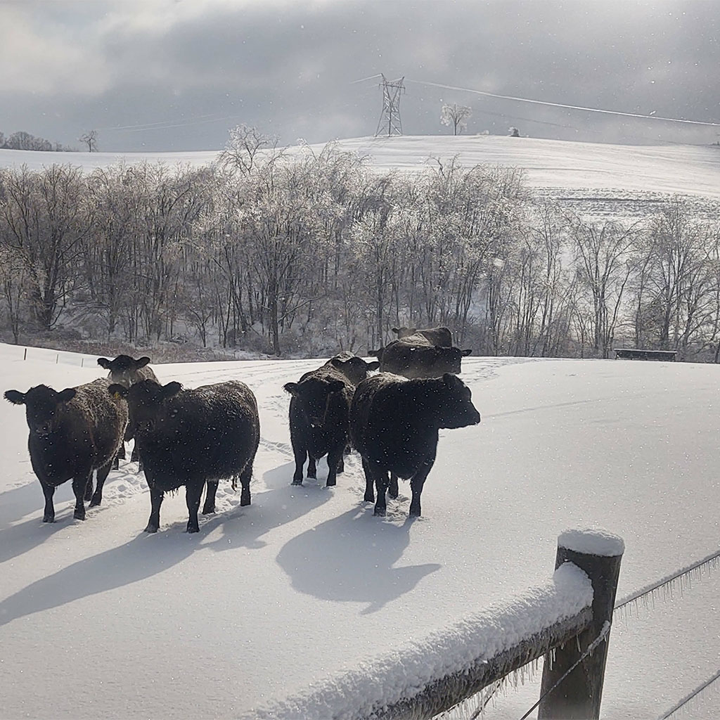 yearling angus heifers winter pasture snow