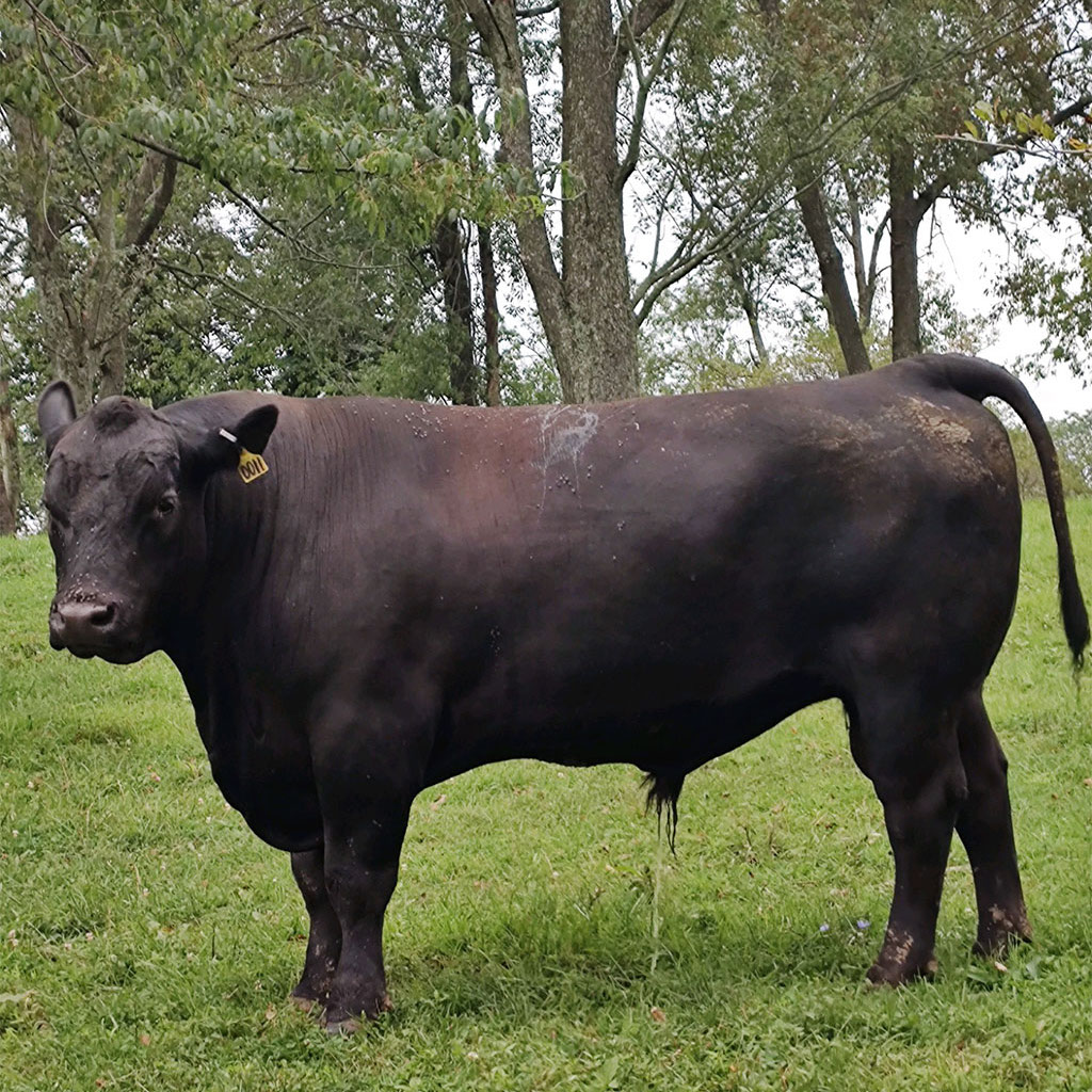 Young herd bull black Angus certified bull Pennsylvania